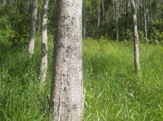 Fazenda em Passa Vinte - 75,6 Hectares