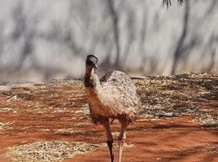 Venda de 6 Emus: 1 Fêmea e 5 Filhotes