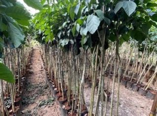 Muda de Ipê Branco - 2 a 2,5m - Limeira, SP