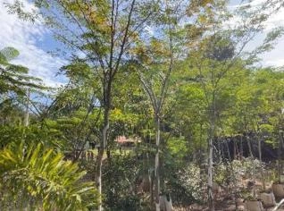 Muda de Pau Ferro - Limeira, SP