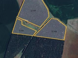 Área de Eucalipto em São Borja - 33 hectares