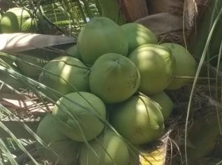 Coco Verde e Seco – Qualidade Direto do Produtor