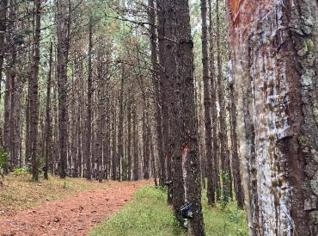 Arrendamento de Pinus Elliotti