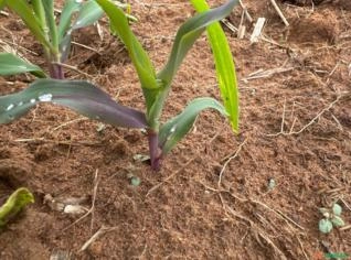 Milho Verde Fresco - Dúzia em Juara - MT