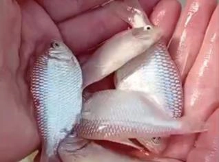 Lambari Rosa Pronto para Venda em Piraquara - R$290,00