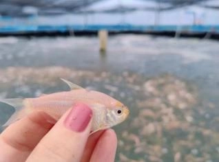 Lambari Rosa - Alevinos de Alta Qualidade