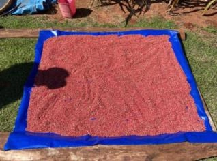 Pimenta Rosa Seca - Aroma Especial