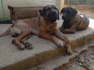Filhote de Fila Brasileiro em Araxá