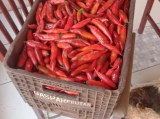 Pimenta Dedo de Moça - Granel
