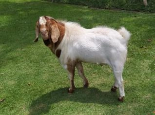 Bode Boer Macho Puro de 3 Anos