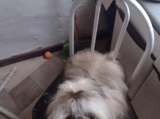 Cão Shitzu 8 meses com vacinas