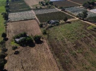 Sitio Passa Sete - 8 Mil Pés de Uva Niagara