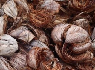 Casca de Coco - Atacado em Matriz de Camaragibe