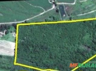 Área de Mata Fechada em Taiúva - 5,2 Alqueires