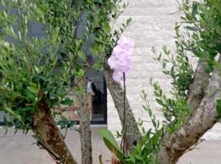 Mudas de Oliveira - Planta Sagrada para o Seu Jardim