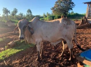 Touro Gir Leiteiro PO - Alta Genética