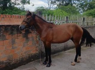 Cavalo Manso para Venda - Ótimo Companheiro