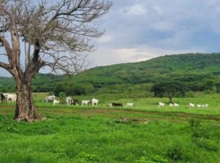 Fazenda de 10 Alqueires em MG para Lazer e Pecuária