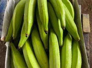 Banana da Terra - Fresca de Presidente Tancredo Neves
