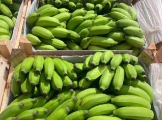 Banana Maçã da Bahia - Fresca e Selecionada