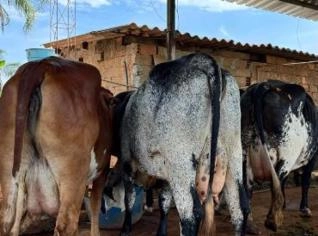 Vacas de Leite Girolando e Holandesas