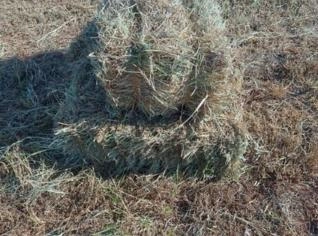 Feno Tifton - Fardo de 15kg
