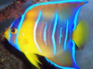 Ciliares Angelfish – Peixe Marinho Colorido