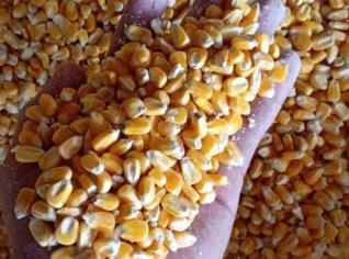 Milho Pivô Premium - 80.000 Sacas