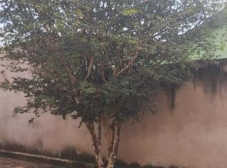 Jabuticabeira Nativa - Pé Adulto