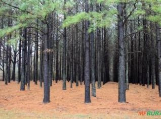 Compro Pinus 12 a 18cm - Corumbataí SP