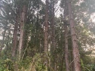 Árvore Pinus 19 Anos - Ideal para Paisagismo