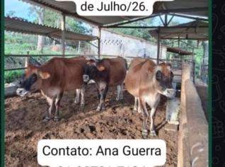 Vacas Jersey PO - Oportunidade de Venda