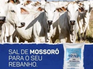Sal Branco para Gado - Mossoró
