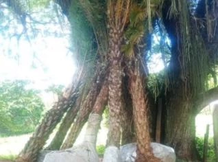 Elegância das Tamareiras para Seu Jardim