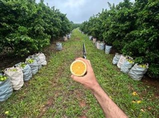 Laranja Pera Rio - Safra para Mesa