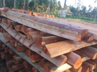 Lascas de Eucalipto para Cercas