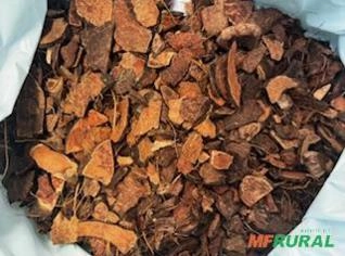 Casca de Coco Seco - Alta qualidade para sua produção