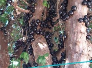 Jaboticaba Adulta de 35 Anos