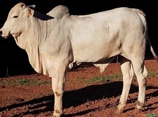 Touro Nelore P.O - 350kg - Garrote Premium