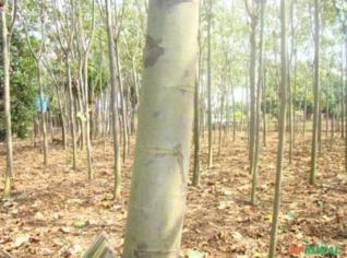 Compra Pau de Balsa em Curitiba