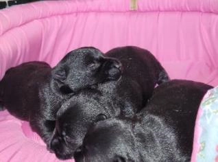 Filhotes Scottish Terrier com pedigree