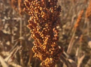 Sorgo da Região de Goiás - 100 mil sacas