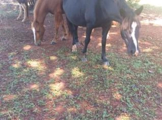 Três Éguas Mansas por R$ 9.000