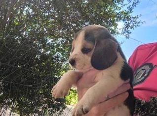 Filhotes de Beagle à venda