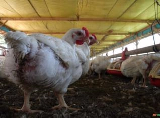 Cama de Frango em Grande Quantidade