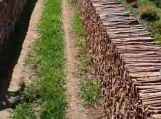 Lenha de Eucalipto - Ponta Grossa, PR