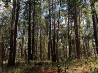 Eucalipto com mais de 15 anos em São Joaquim de Bicas