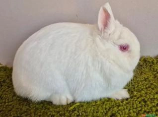 Criação de Mini Coelhos - 20 Fêmeas e 5 Machos