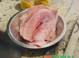 Filé de Tilápia Fresco - Morada Nova de Minas