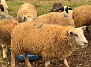 Carneiros Texel - Machos e Fêmeas Disponíveis